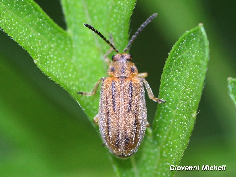 Chrysomelidae, Ophraella communa